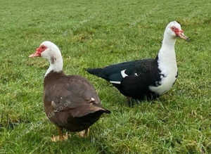 Reserve now: Muscovy Ducks available end of month.