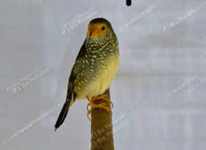 Star Finches  male female,17