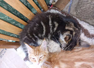 7 BEAUTIFUL FULL MAINECOONS 1 crazy boy left