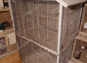 CAGE FOR LOVEBIRDS COCKATIEL BUDGIES RINGNECK GRAY PARIOTS
