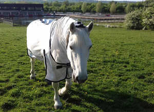 14/2 gelding