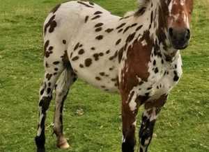 Zak British spotted pony