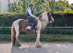 Stunning 14.2hh traditional cob
