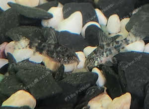 Baby Corydoras Catfish