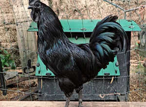 6 X Ayam Cemani Hatching Eggs