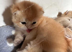 GCCF registered British Shorthair and Longhair Chocolate and Black Golden kittens
