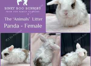 Baby Mini Lop Bunnies - 2 LEFT - Ready Monday