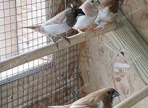 Bengalese finches