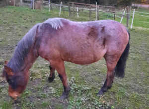 11.1hh gelding 4 years