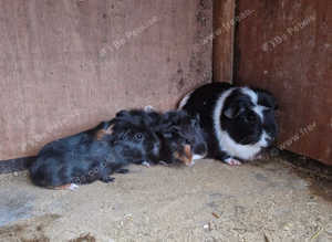 Adult female Guinea pig with 2 baby's