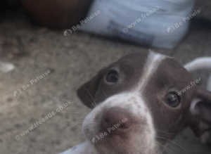 Springer pointer pups