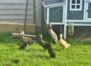 WELSH RUNNER DUCK PAIR