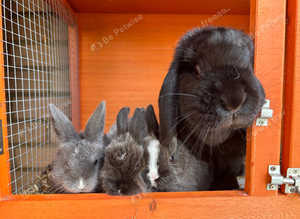 Lops
