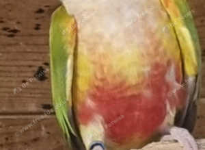 CONURES