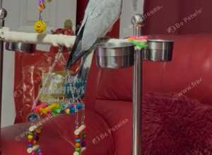 Baby cockatoo super tame Glasgow