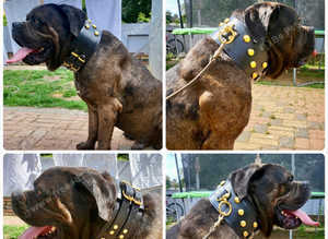 Male Bull Mastiff