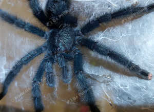 Avicularia avicularia - Guyana Pinktoe tarantula 4-5 inches