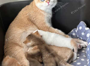 ALL SOLD NEW LITTERS AVAILABLE GCCF registered British Shorthair Black Golden Himalayan (Colourpointed) Female