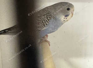 Baby budgies, two months old , semi tame