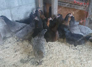 Bluebell p.o.l hens for sale