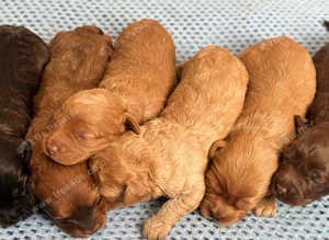 Adorable healthy Cavapoos puppies