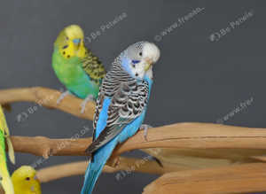 Baby budgies for sale,17
