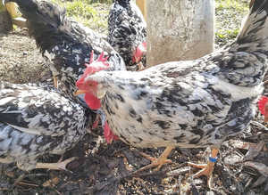 Exchequer Leghorn Hatching Eggs x6