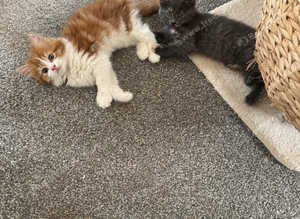 Long furred kittens for sale