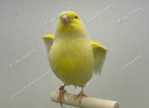 Canaries