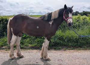 Beautiful Cob Cross