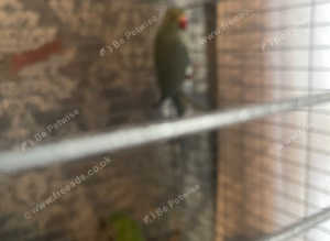 Grey ringneck white tail closed rung 2024