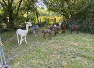10 female alpaca for sale with cria nice animals bas register