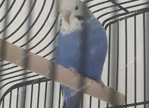 Budgies