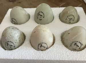 Fertile Indian Runner duck eggs