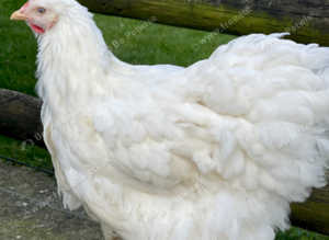 Buff and white Cochins point of lay pullets