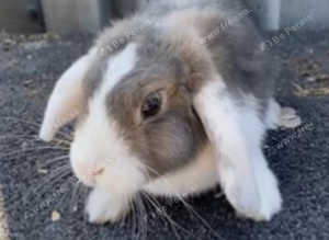 8 rabbits for sale job lot