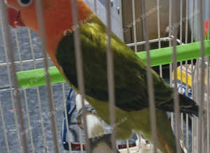 VOILET GREEN SPLIT BLUE OPLINE LOVEBIRDS