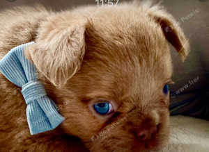 Quality full fluffy and standard French bulldog - Parents fully health checked/ KC