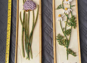 M&S Hand painted wall plaques