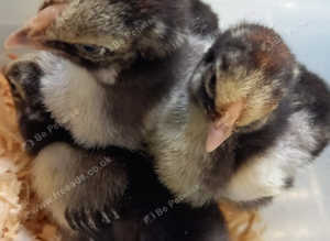 Various Purebreed Chicken Hatching Eggs (LF)