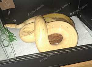 2x ball pythons 1x corn sankes