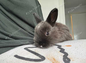 Lop baby's