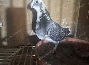 Pigeon
