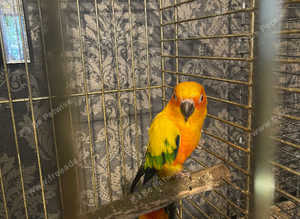 Baby sun conure