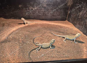 Baby bearded dragons