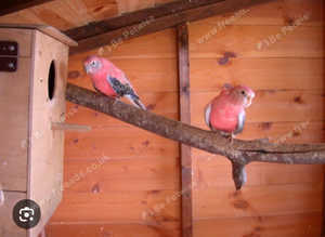 Rosa bourke And red rumps wanted