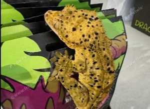 Crested Gecko (Super Dalmatian)
