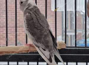 Cockatiels for sale.