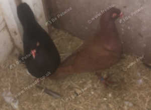 Fancy pigeons