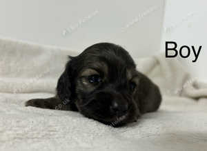 1 shaded cream Daxie boy